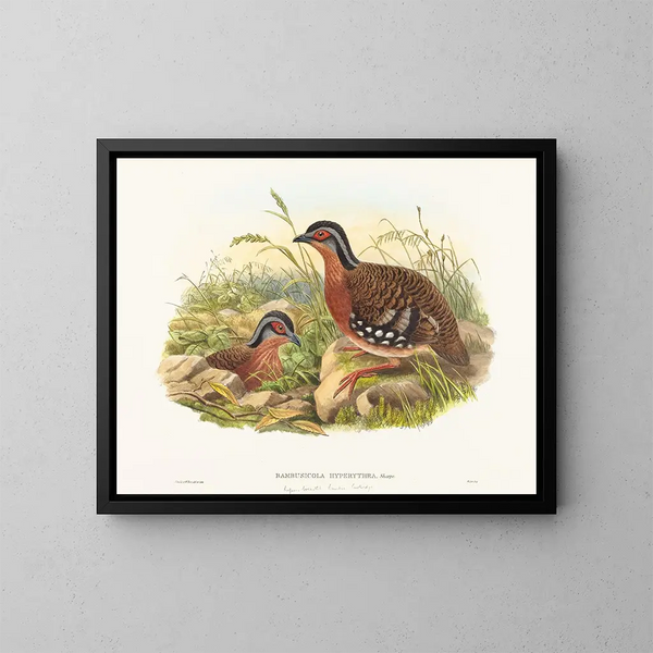 Perdreau di bambù con petto rosso - John Gould — quadro incorniciato alla parete