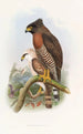 Spilornis à poitrine rousse - John Gould — vista dell’opera