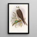 Faucon sacre - John Gould — quadro incorniciato alla parete
