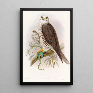 John Gould - Saker Falcon.webp