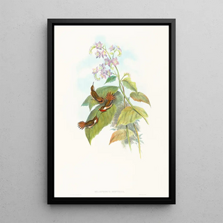 John Gould - Selashorus scintilla.webp