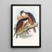 Faucon Shaheen - John Gould — quadro incorniciato alla parete