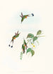 Spathura à pattes rousses - John Gould — vista dell’opera