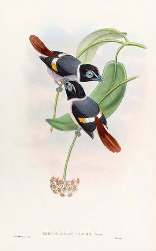 John Gould - Steeres Broadbill.webp