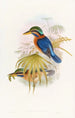 Martin-pêcheur di Sumatra - John Gould — vista dell’opera