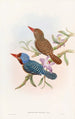 Martin-pêcheur di Tenasserim - John Gould — vista dell’opera