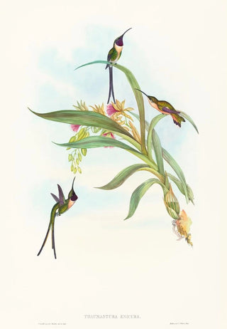 John Gould - Tharmastura enicura.webp
