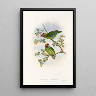 John Gould - The Birds of New Guinea and the adjacent Papuan islands Pl08.webp