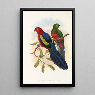 John Gould - The Birds of New Guinea and the adjacent Papuan islands Pl09.webp