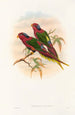 Gli uccelli della Nuova Guinea e delle isole Papuane adiacenti Pl12 - John Gould — vista dell’opera