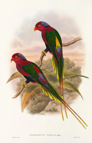 John Gould - The Birds of New Guinea and the adjacent Papuan islands Pl15.webp