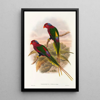 John Gould - The Birds of New Guinea and the adjacent Papuan islands Pl15.webp