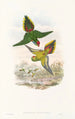 Gli uccelli della Nuova Guinea e delle isole Papuane adiacenti Pl16 - John Gould — vista dell’opera