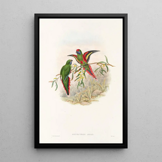 John Gould - The Birds of New Guinea and the adjacent Papuan islands Pl18.webp