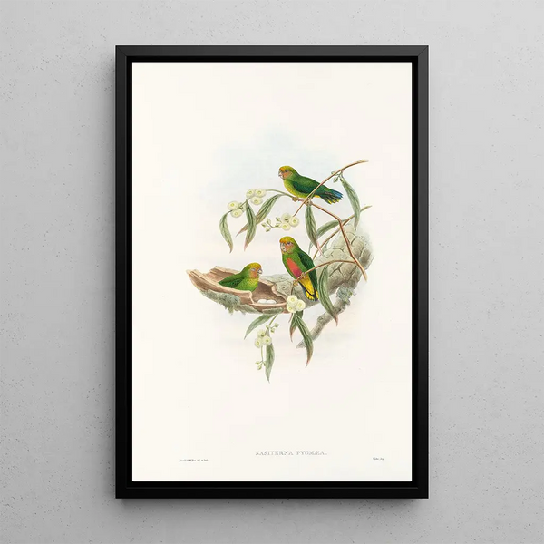John Gould - The Birds of New Guinea and the adjacent Papuan islands Pl21.webp