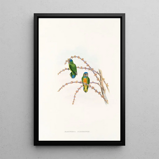 John Gould - The Birds of New Guinea and the adjacent Papuan islands Pl22.webp