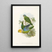 Gli uccelli della Nuova Guinea e delle isole Papuane adiacenti Pl28 - John Gould — quadro incorniciato alla parete