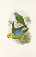 Gli uccelli della Nuova Guinea e delle isole Papuane adiacenti Pl28 - John Gould — vista dell’opera