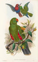 Gli uccelli della Nuova Guinea e delle isole Papuane adiacenti Pl31 - John Gould — vista dell’opera