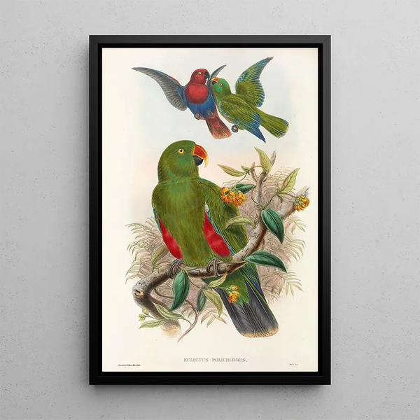 John Gould - The Birds of New Guinea and the adjacent Papuan islands Pl31.webp