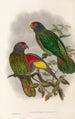 Gli uccelli della Nuova Guinea e delle isole Papuane adiacenti Pl38 - John Gould — vista dell’opera