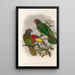 Gli uccelli della Nuova Guinea e delle isole Papuane adiacenti Pl38 - John Gould — quadro incorniciato alla parete