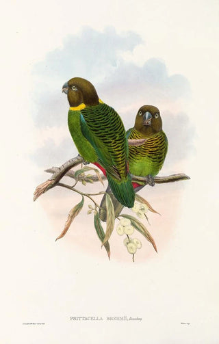John Gould - The Birds of New Guinea and the adjacent Papuan islands Pl39.webp