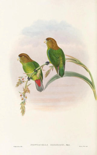 John Gould - The Birds of New Guinea and the adjacent Papuan islands Pl40.webp