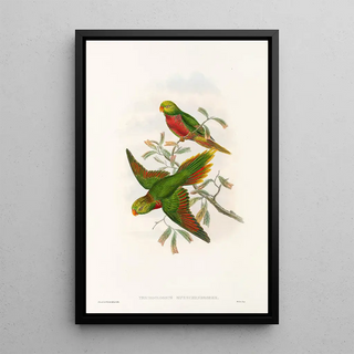John Gould - The Birds of New Guinea and the adjacent Papuan islands Pl42.webp