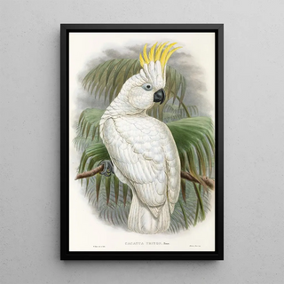 John Gould - The Birds of New Guinea and the adjacent Papuan islands Pl44.webp