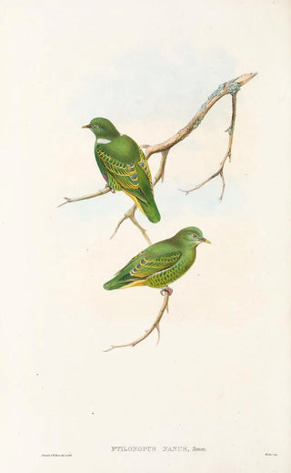 John Gould - The Birds of New Guinea and the adjacent Papuan islands Pl51.webp