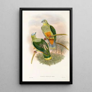 John Gould - The Birds of New Guinea and the adjacent Papuan islands Pl53.webp