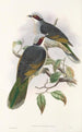 Gli uccelli della Nuova Guinea e delle isole Papuane adiacenti Pl56 - John Gould — vista dell’opera
