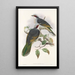 Gli uccelli della Nuova Guinea e delle isole Papuane adiacenti Pl56 - John Gould — quadro incorniciato alla parete