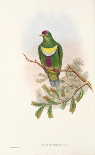 John Gould - The Birds of New Guinea and the adjacent Papuan islands Pl58.webp