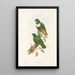 Gli uccelli della Nuova Guinea e delle isole Papuane adiacenti Pl59 - John Gould — quadro incorniciato alla parete