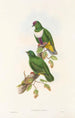 Gli uccelli della Nuova Guinea e delle isole Papuane adiacenti Pl59 - John Gould — vista dell’opera