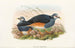 Gli Uccelli della Nuova Guinea e delle isole Papuane adiacenti Pl62 - John Gould — vista dell’opera