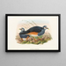 Gli Uccelli della Nuova Guinea e delle isole Papuane adiacenti Pl62 - John Gould — quadro incorniciato alla parete