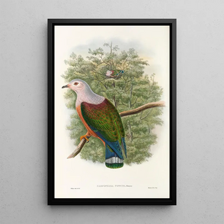 John Gould - The Birds of New Guinea and the adjacent Papuan islands Pl65.webp