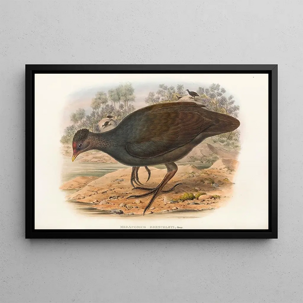 Gli Uccelli della Nuova Guinea e delle isole Papuane adiacenti Pl68 - John Gould — quadro incorniciato alla parete