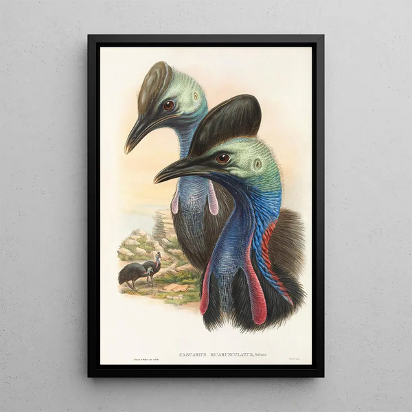 John Gould - The Birds of New Guinea and the adjacent Papuan islands Pl73.webp