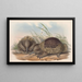 Gli mammiferi dell'Australia Pl003 - John Gould — quadro incorniciato alla parete