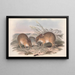 I mammiferi dell'Australia Pl006 - John Gould — quadro incorniciato alla parete
