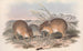 I mammiferi dell'Australia Pl006 - John Gould — vista dell’opera