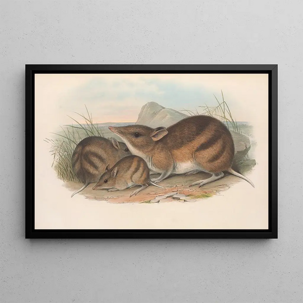 John Gould - The mammals of Australia Pl009.webp