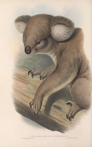 John Gould - The mammals of Australia Pl013.webp