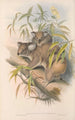 I mammiferi dell'Australia Pl014 - John Gould — vista dell’opera