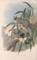Les mammifères d'Australie Pl023 - John Gould — vista dell’opera