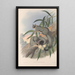 Les mammifères d'Australie Pl023 - John Gould — quadro incorniciato alla parete